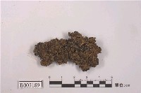 藏品(地衣)的圖片